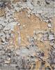 Nourison Prismatic Beige 79 X 99 Area Rug 805-102869 Thumb 0