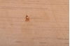 Gabbeh Beige Hand Knotted 52 X 87 Area Rug 100-109006 Thumb 12