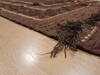 Kilim Brown Flat Woven 55 X 88  Area Rug 100-110484 Thumb 5