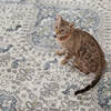 Jaipur Living Nadine Blue 53 X 70 Area Rug RUG154349 803-157443 Thumb 5