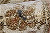 Chobi Beige Runner Hand Knotted 28 X 98 Area Rug 250-22638 Thumb 10