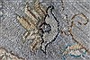 Chobi Grey Round Hand Knotted 510 X 511 Area Rug 250-23552 Thumb 5