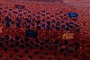 Gabbeh Red Runner Hand Knotted 28 X 79 Area Rug 250-24646 Thumb 6