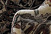 Tabriz Beige Hand Knotted 1110 X 152 Area Rug 250-24842 Thumb 9