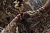 Tabriz Beige Hand Knotted 90 X 122 Area Rug 250-25321 Thumb 12