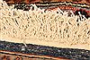 Tabriz Red Hand Knotted 110 X 31 Area Rug 253-26278 Thumb 5