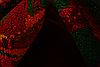 Karabakh Red Runner Hand Knotted 44 X 810 Area Rug 253-26633 Thumb 1