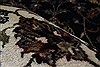 Kashan Brown Hand Knotted 52 X 83 Area Rug 250-26915 Thumb 12