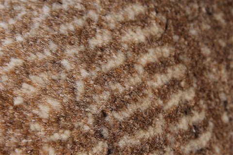 Gabbeh Beige Hand Knotted 50 X 72 Area Rug 250-27106 Image 10