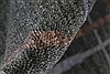 Modern Beige Hand Knotted 49 X 67 Area Rug 250-27116 Thumb 10