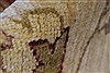 Pishavar Beige Hand Knotted 51 X 610 Area Rug 250-27160 Thumb 1