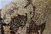 Pishavar Beige Hand Knotted 410 X 66 Area Rug 250-27192 Thumb 12