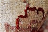 Pishavar Red Hand Knotted 411 X 611 Area Rug 250-27245 Thumb 12