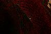 Bokhara Red Runner Hand Knotted 21 X 49 Area Rug 253-27444 Thumb 1