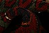 Kazak Red Hand Knotted 52 X 77 Area Rug 253-27523 Thumb 2