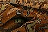 Kazak Brown Hand Knotted 47 X 80 Area Rug 100-27544 Thumb 1