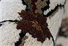 Kashan Beige Hand Knotted 32 X 51 Area Rug 250-27607 Thumb 1