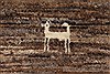 Gabbeh Beige Hand Knotted 36 X 51 Area Rug 250-27668 Thumb 9