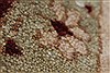 Chobi Beige Runner Hand Knotted 210 X 102 Area Rug 250-27737 Thumb 7