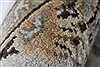 Kashan Beige Hand Knotted 41 X 64 Area Rug 250-27866 Thumb 13