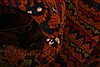 Baluch Red Hand Knotted 39 X 62 Area Rug 253-27923 Thumb 7