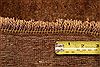 Baluch Brown Hand Knotted 40 X 61 Area Rug 253-27934 Thumb 5