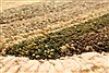 Gabbeh Green Square Hand Knotted 43 X 43 Area Rug 100-28064 Thumb 5