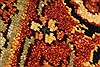 Serapi Beige Hand Knotted 311 X 63 Area Rug 250-28120 Thumb 1
