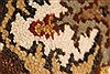 Jaipur Brown Hand Knotted 50 X 70  Area Rug 250-28252 Thumb 7