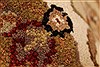 Jaipur Beige Hand Knotted 20 X 30 Area Rug 250-28333 Thumb 5