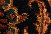 Serapi Brown Hand Knotted 311 X 511 Area Rug 250-28394 Thumb 8