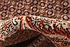 Mahi Brown Hand Knotted 910 X 167 Area Rug 254-30150 Thumb 11