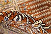Qum Brown Hand Knotted 33 X 50  Area Rug 254-30292 Thumb 11