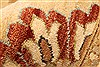 Ziegler Beige Square Hand Knotted 160 X 163 Area Rug 250-30655 Thumb 8