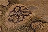 Oushak Beige Hand Knotted 83 X 101 Area Rug 256-30734 Thumb 12