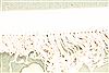 Asian Inspired Beige Hand Knotted 1010 X 179 Area Rug 256-30911 Thumb 8