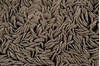 Surya Blossom Grey 80 X 100 Area Rug BLO1000-810 800-36087 Thumb 3