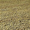 Surya Continental Yellow 50 X 80 Area Rug COT1936-58 800-41082 Thumb 3