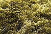 Surya Jasper Green 80 X 110 Area Rug JSP8001-811 800-48998 Thumb 2