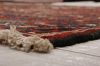 Bakhtiar Multicolor Hand Knotted 102 X 121 Area Rug 155-74533 Thumb 4