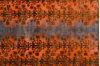 Baluch Orange Hand Knotted 30 X 47 Area Rug 100-89928 Thumb 9