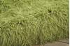 Nourison Studio Green 76 X 96 Area Rug 805-99735 Thumb 2